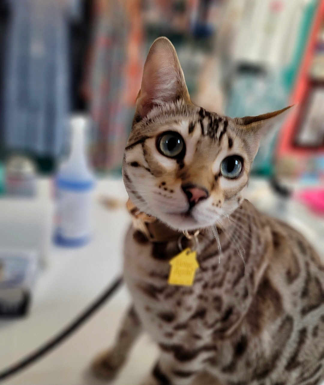 Lucy