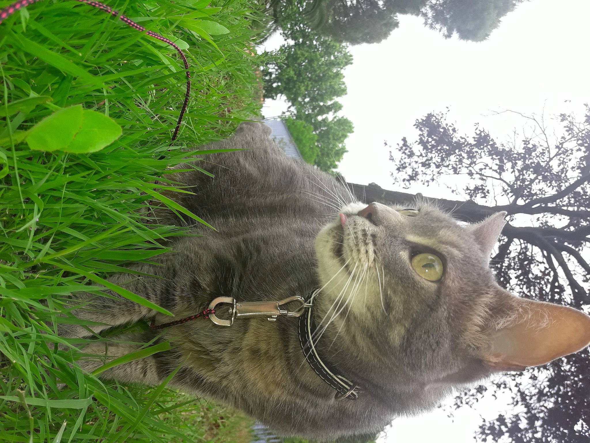 Princess participe au concours pour gagner de l'argent avec cette photo : bridle, cat, domestic_short_haired_cat, elephant, elephants_and_mammoths, felidae, fur, grass, pack_animal, plant, sky, small_to_medium_sized_cats, snout, tail, terrestrial_animal, tree, tusk, whiskers, wildlife, working_animal