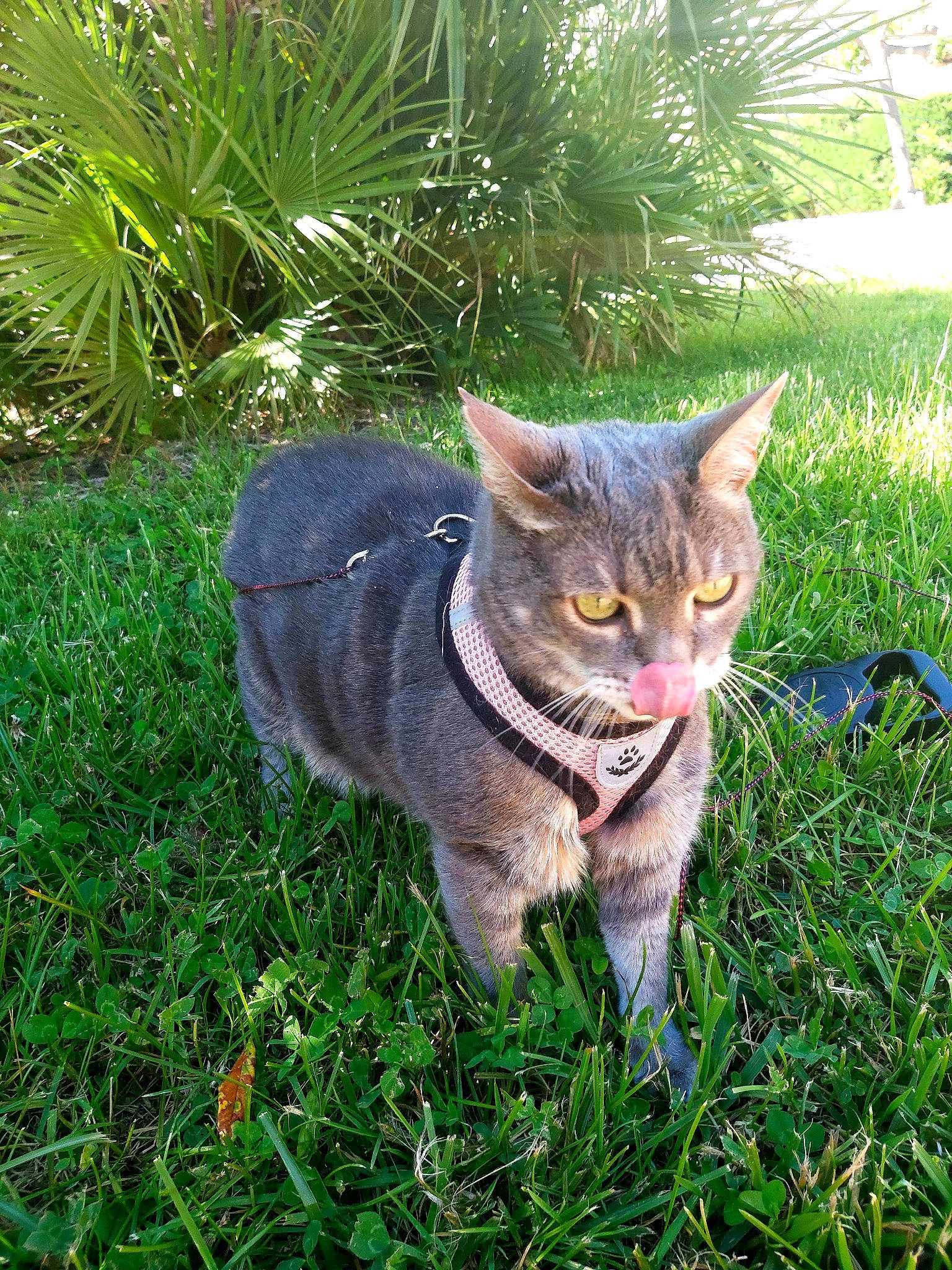 Princess participe au concours pour gagner de l'argent avec cette photo : carnivore, cat, domestic_short_haired_cat, eye, fawn, felidae, fur, garden, grass, groundcover, houseplant, lawn_ornament, plant, small_to_medium_sized_cats, snout, tail, terrestrial_animal, terrestrial_plant, whiskers, wildlife