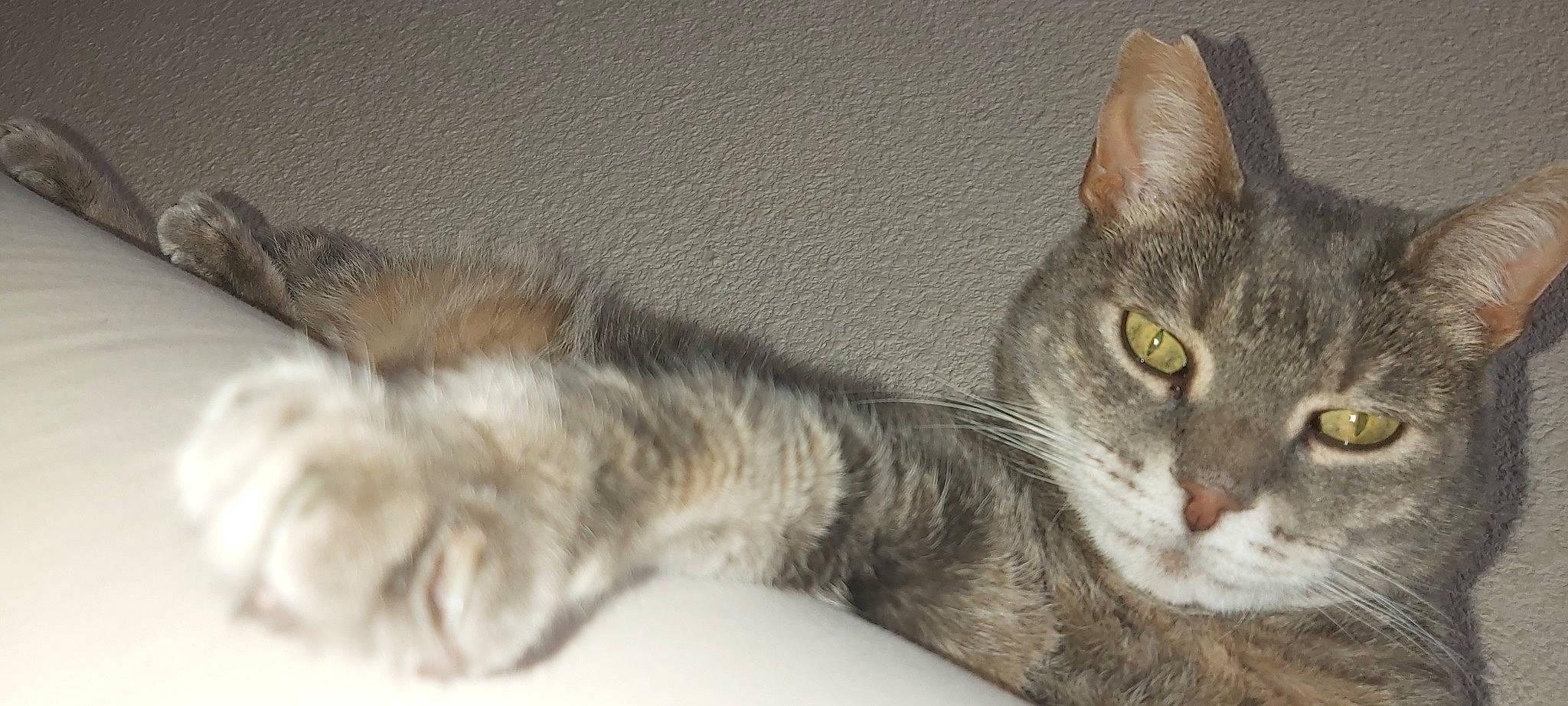 Princess participe au concours pour gagner de l'argent avec cette photo : carnivore, cat, claw, domestic_short_haired_cat, felidae, fur, paw, small_to_medium_sized_cats, snout, tail, terrestrial_animal, whiskers, wildlife, window