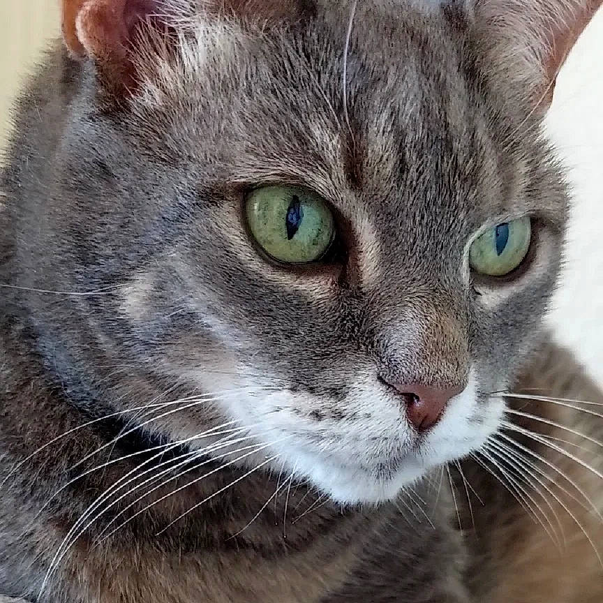 Princess participe au concours pour gagner de l'argent avec cette photo : carnivore, cat, close_up, collar, domestic_short_haired_cat, felidae, fur, iris, small_to_medium_sized_cats, snout, terrestrial_animal, whiskers, wildlife