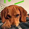 dog, brown_dog, resting, blanket, indoor, close_up, paw, sleepy, sunlight, face, pet, cozy, calm, wall, pillow, text_overlay, handwritten_text, animal, fur, cute