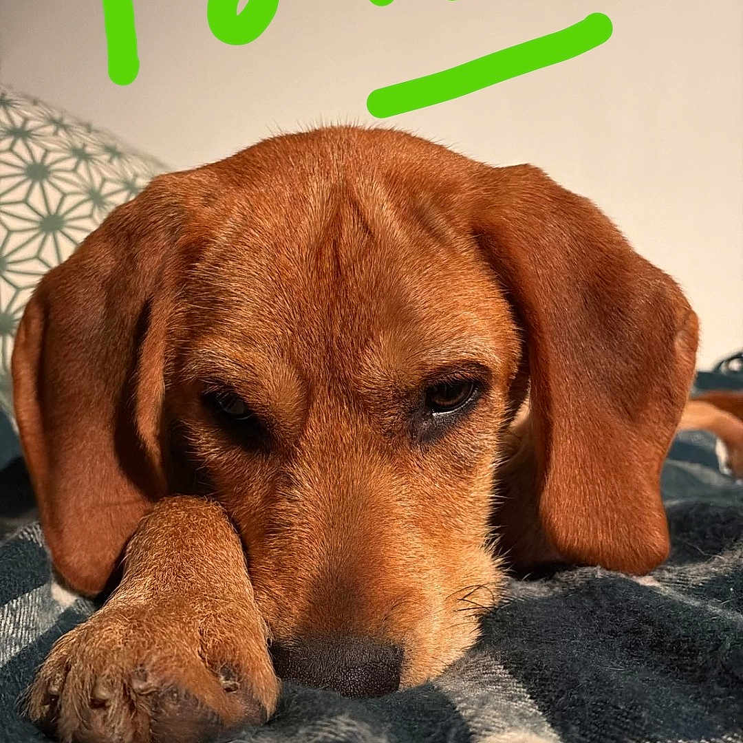 Rio a rejoint le concours — aidez-le/la à gagner de superbes lots ! dog, brown_dog, resting, blanket, indoor, close_up, paw, sleepy, sunlight, face, pet, cozy, calm, wall, pillow, text_overlay, handwritten_text, animal, fur, cute