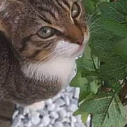 Mimi a rejoint le concours — aidez-le/la à gagner de superbes lots ! cat, tabby, pet, animal, outdoor, green_leaves, white_pebbles, curious, feline, whiskers, nature, close_up, mammal, ears, eyes, plant, garden, small_animal, looking_up, fur