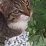 cat, tabby, pet, animal, outdoor, green_leaves, white_pebbles, curious, feline, whiskers, nature, close_up, mammal, ears, eyes, plant, garden, small_animal, looking_up, fur