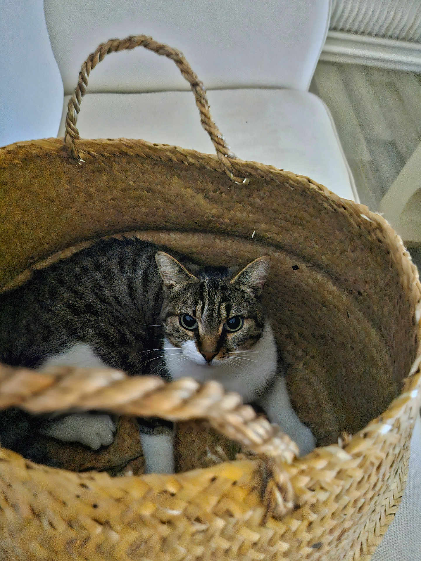 Mimi