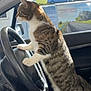 Mimi participe au concours pour gagner de l'argent avec cette photo : cat, tabby_cat, car_interior, steering_wheel, driver_seat, window, sunlight, animal, pet, feline, curious, seat, dashboard, side_mirror, vehicle, indoor, daylight, nature_outside, road, greenery