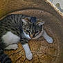 Mimi participe au concours pour gagner de l'argent avec cette photo : cat, tabby, white_paws, basket, woven, indoor, pet, animal, curious, feline, resting, cozy, texture, brown, white, whiskers, ears, tail, floor, household