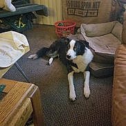 Joker is registered to the contest to win money with this photo: dog, carpet, dog_bed, laundry_basket, wooden_table, blanket, indoor, pet, black_and_white, resting, cozy, furniture, home_interior, textile, relaxed, animal, floor, domestic, living_room, canine