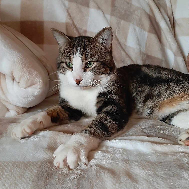 Cooper is registered to the contest to win money with this photo: abyssinian, animal, bed, bedroom, blanket, cat, chair, couch, cushion, furniture, homedecor, indoors, kitten, linen, manx, person, pet, quilt, room, sleeping