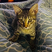 Mac is registered to the contest to win money with this photo: kitten, cat, tabby, pet, animal, feline, whiskers, ears, eyes, bed, blanket, pattern, indoor, cute, young, curious, fur, paws, closeup, cozy