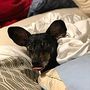 Dobby is registered to the contest to win money with this photo: animal, bed, black_dog, blanket, comfort, companion, cozy, cute, dog, ears_up, fur, home, indoors, pet, pillow, relaxed, resting, snuggle, tan_markings, tongue_out