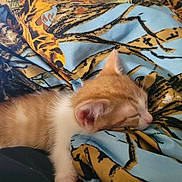 Garfield joined the competition — help win amazing prizes! kitten, cat, sleeping, orange_tabby, blanket, bedding, fabric, pattern, cozy, fur, ear, whiskers, pet, nap, indoor, close_up, cute, small, head, relaxed