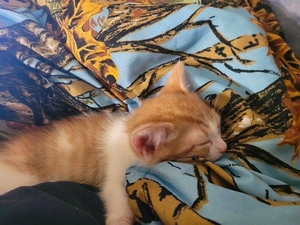 Garfield joined the competition — help win amazing prizes! kitten, cat, sleeping, orange_tabby, blanket, bedding, fabric, pattern, cozy, fur, ear, whiskers, pet, nap, indoor, close_up, cute, small, head, relaxed