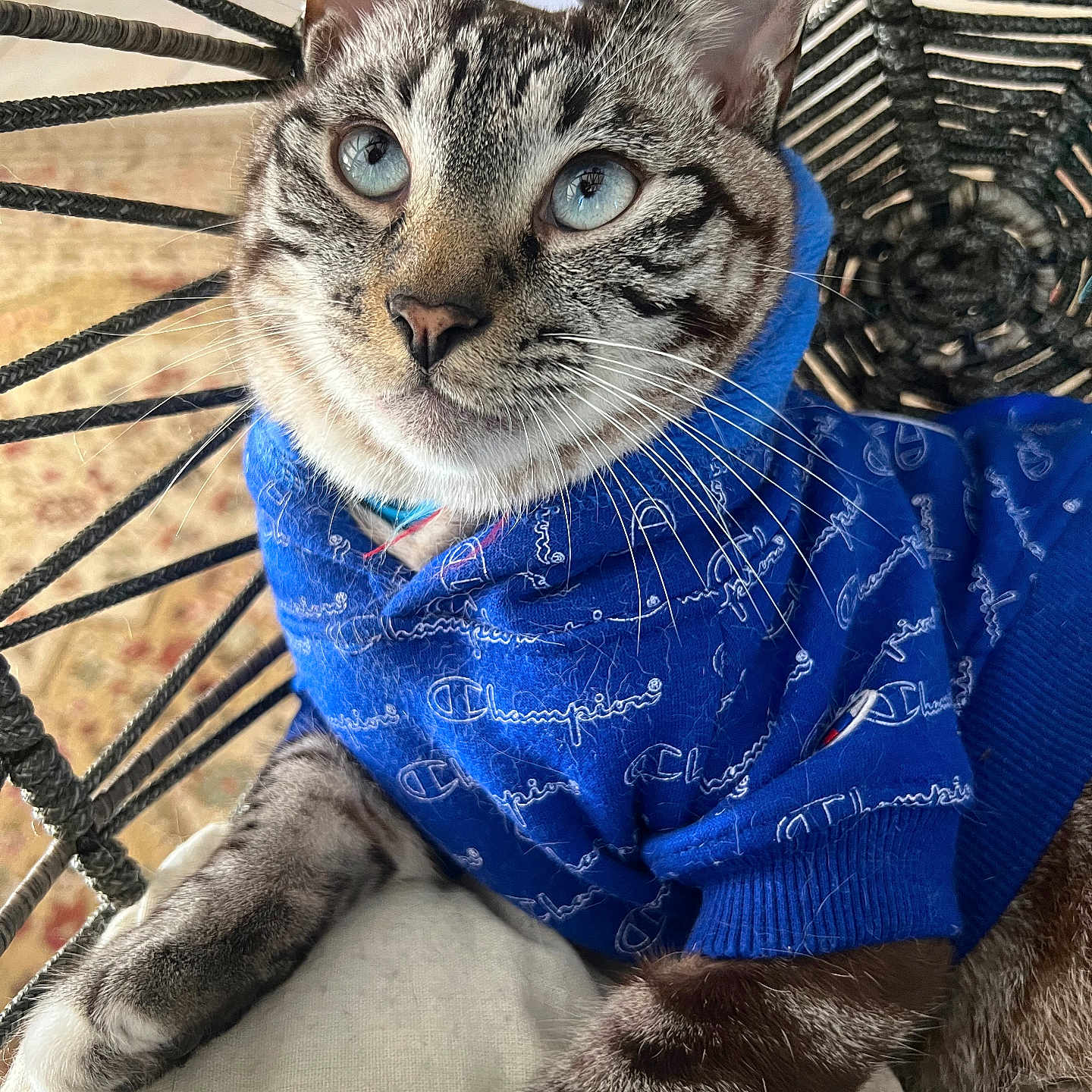 Sushi joined the competition — help win amazing prizes! animal_clothing, blue_eyes, blue_hoodie, cat, close_up, comfortable, cute, domestic_cat, fashion, feline, hoodie, indoor, pet, portrait, relaxed, sitting, soft_texture, striped_fur, whiskers, woven_chair