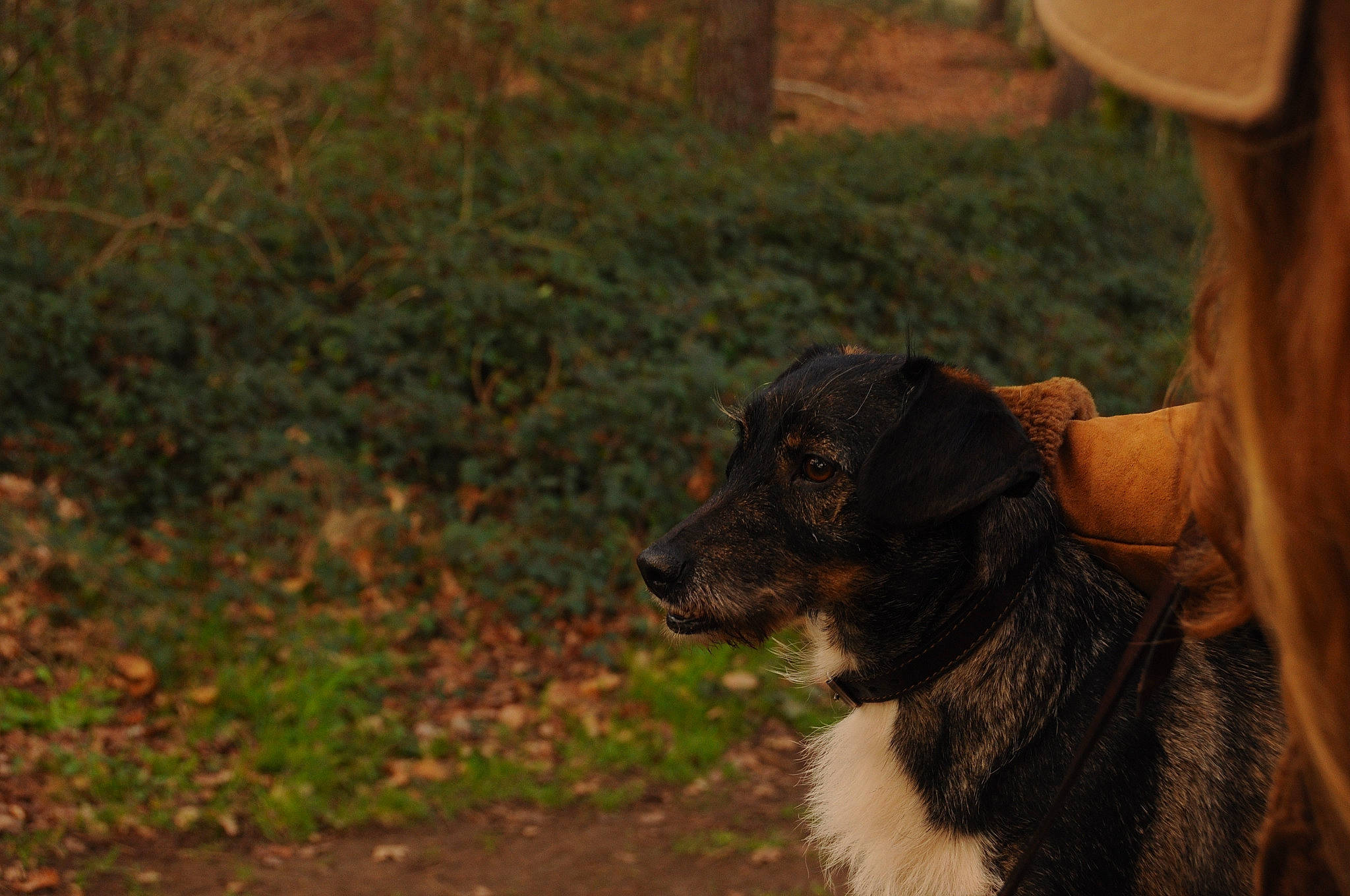 Buda participe au concours pour gagner de l'argent avec cette photo : canidae, carnivore, companion_dog, dog, dog_breed, dog_collar, fawn, fur, grass, guard_dog, hat, herding_dog, landscape, plant, snout, soil, sporting_group, whiskers, working_animal, working_dog