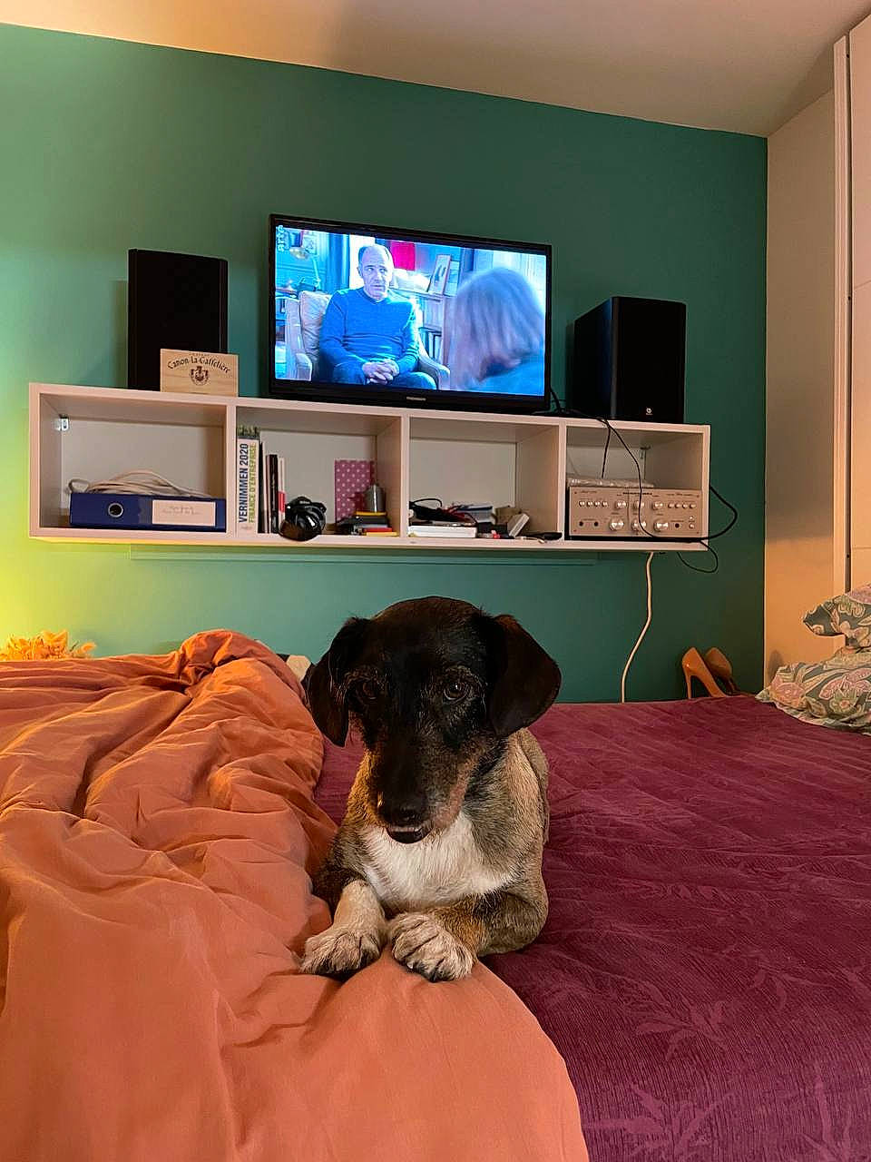 Buda a rejoint le concours — aidez-le/la à gagner de superbes lots ! carnivore, comfort, companion_dog, computer, display_device, dog, dog_breed, flat_panel_display, floor, flooring, hardwood, linens, living_room, output_device, personal_computer, room, television, television_set, wood, working_animal