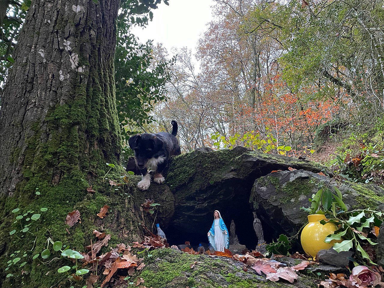 Buda a rejoint le concours — aidez-le/la à gagner de superbes lots ! beak, biome, bird, deciduous, forest, grass, jungle, landscape, mammal, natural_landscape, nature_reserve, plant, plant_community, riparian_zone, shrub, temperate_broadleaf_and_mixed_forest, toy, tree, trunk, woodland