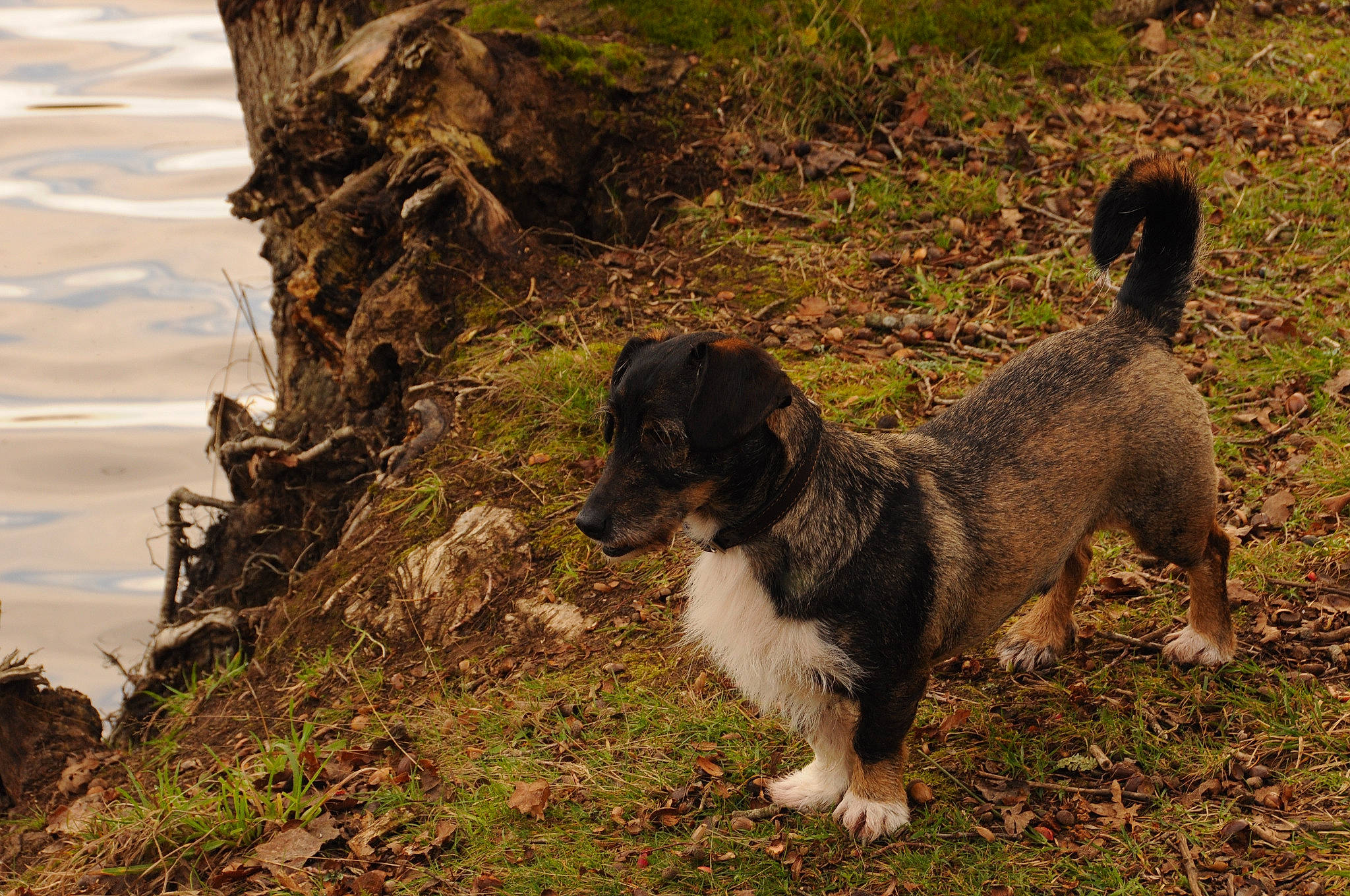 Buda participe au concours pour gagner de l'argent avec cette photo : carnivore, companion_dog, dog, dog_breed, grass, gun_dog, herding_dog, hunting_dog, mammal, soil, sporting_group, street_dog, tail, terrestrial_animal, terrier, vertebrate, water, wood, working_animal, working_dog