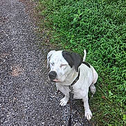 Baby Girl joined the competition — help win amazing prizes! dog, white_dog, black_patch, sitting, leash, gravel_path, grass, outdoor, nature, pet, canine, collar, quiet, sunlight, walk, peaceful, animal, daytime, close_eyes, paw