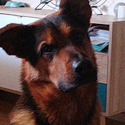 Karma participe au concours pour gagner de l'argent avec cette photo : dog, indoors, german_shepherd, pet, animal, face, fur, brown, black, ears, snout, canine, domestic_animal, companion, closeup, portrait, household, furniture, cabinet, floor