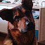 dog, indoors, german_shepherd, pet, animal, face, fur, brown, black, ears, snout, canine, domestic_animal, companion, closeup, portrait, household, furniture, cabinet, floor