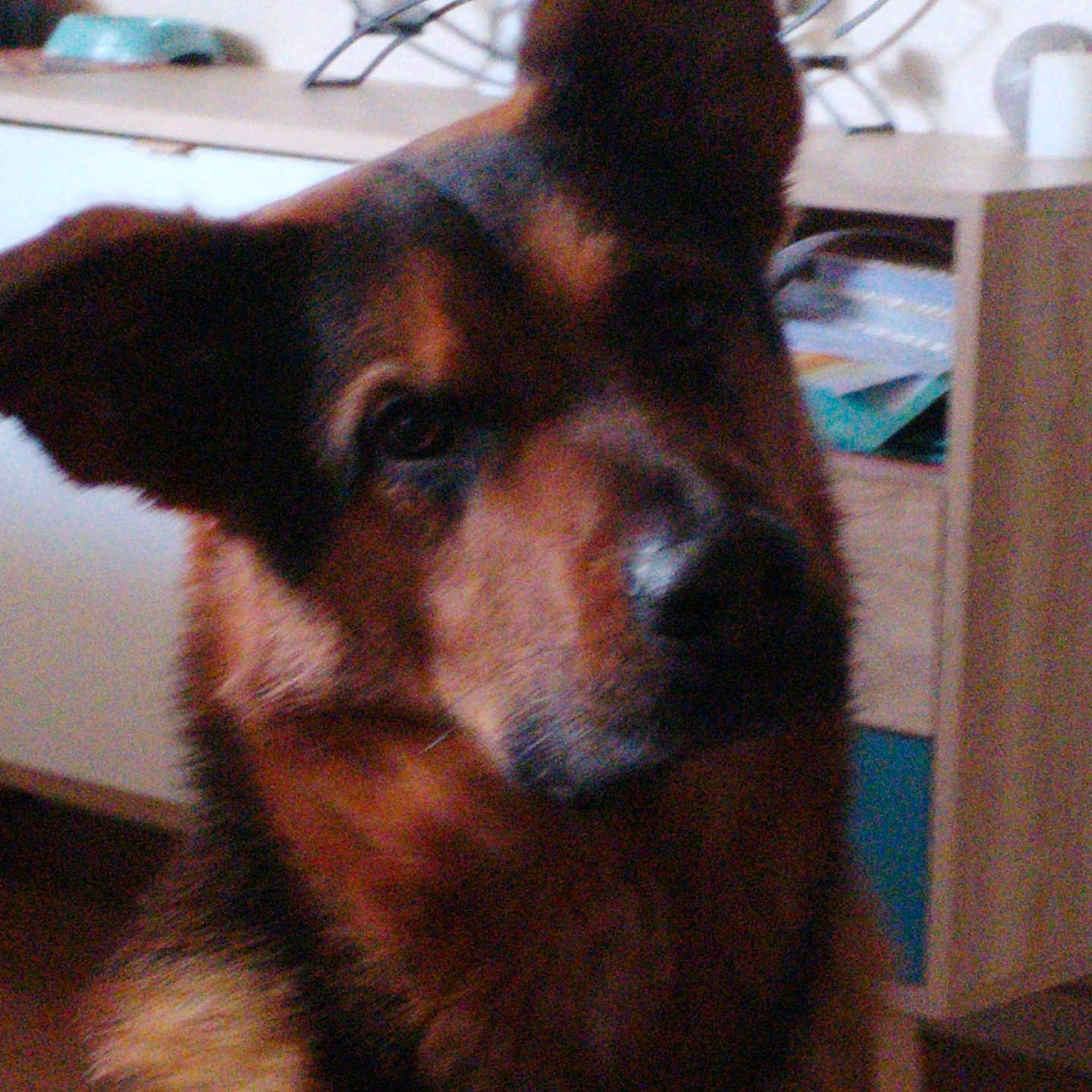 Karma participe au concours pour gagner de l'argent avec cette photo : animal, black, brown, cabinet, canine, closeup, companion, dog, domestic_animal, ears, face, floor, fur, furniture, german_shepherd, household, indoors, pet, portrait, snout