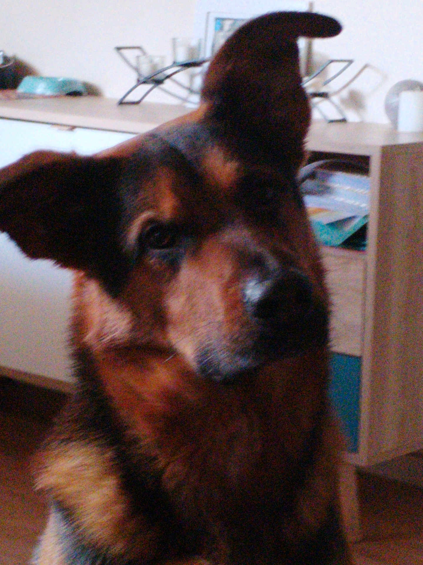 Karma participe au concours pour gagner de l'argent avec cette photo : dog, indoors, german_shepherd, pet, animal, face, fur, brown, black, ears, snout, canine, domestic_animal, companion, closeup, portrait, household, furniture, cabinet, floor