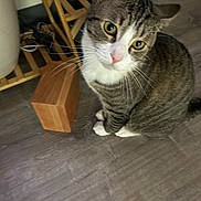 Mowgli is registered to the contest to win money with this photo: animal, cables, cat, closeup, curious, domestic_animal, ears, feline, flooring, indoor, looking_up, pet, pink_nose, shelf, sitting, tabby_cat, whiskers, white_paws, wooden_block, wooden_floor