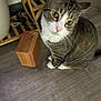 animal, cables, cat, closeup, curious, domestic_animal, ears, feline, flooring, indoor, looking_up, pet, pink_nose, shelf, sitting, tabby_cat, whiskers, white_paws, wooden_block, wooden_floor