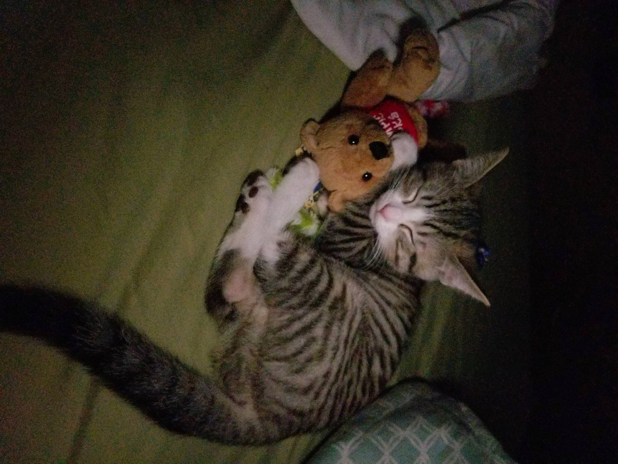 Mowgli joined the competition — help win amazing prizes! carnivore, cat, domestic_short_haired_cat, felidae, fur, small_to_medium_sized_cats, tabby_cat, tail, vertebrate, whiskers