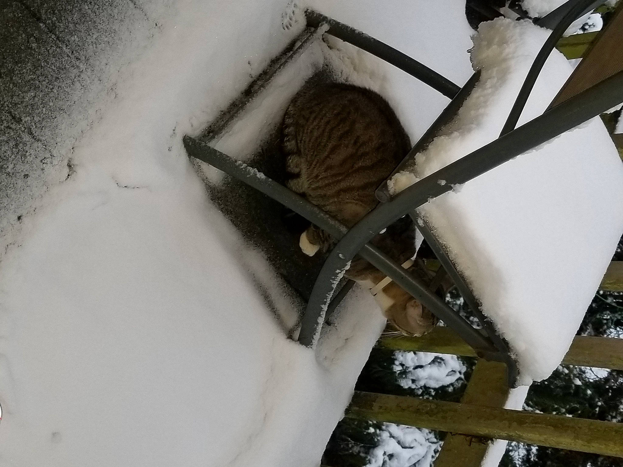 Mowgli is registered to the contest to win money with this photo: auto_part, automotive_exterior, automotive_tire, automotive_wheel_system, ceiling, chair, electrical_wiring, event, freezing, fur, handrail, metal, pipe, precipitation, snow, street_light, twig, winter, wire, wood