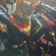 Balookaa is registered to the contest to win money with this photo: kitten, cat, blanket, colorful, cozy, window, sunlight, indoor, pet, fur, curious, animal, young, cute, soft, warm, resting, domestic, small, playful