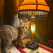 Balookaa joined the competition — help win amazing prizes! animal, cat, cozy, curious, decor, ears, furniture, indoor, kitten, lamp, leg_lamp, light, night, paper, pet, shadow, tabby, table, warm_light, whiskers