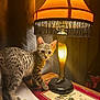 animal, cat, cozy, curious, decor, ears, furniture, indoor, kitten, lamp, leg_lamp, light, night, paper, pet, shadow, tabby, table, warm_light, whiskers
