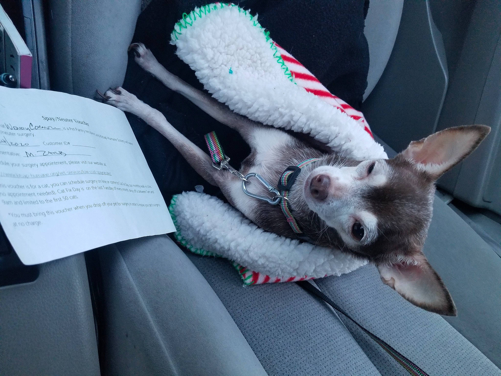 Princess Cocoa is registered to the contest to win money with this photo: canidae, carnivore, cat, comfort, companion_dog, dog_breed, domestic_short_haired_cat, fawn, felidae, foot, fur, gesture, grey, human_leg, paw, small_to_medium_sized_cats, snout, sporting_group, tail, whiskers