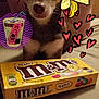 Princess Cocoa joined the competition — help win amazing prizes! box, carnivore, companion_dog, confectionery, dog_supply, eyelash, fawn, font, fur, hat, junk_food, logo, packaging_and_labeling, pet_supply, photo_caption, publication, recreation, toy_dog, whiskers, yellow