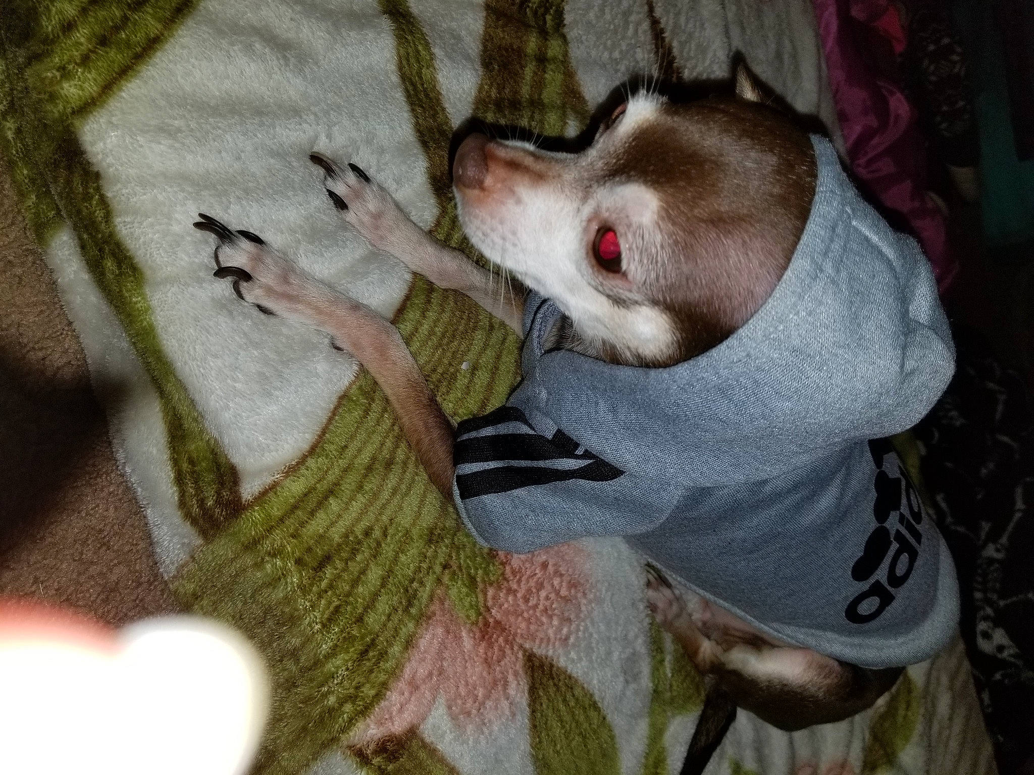 Princess Cocoa joined the competition — help win amazing prizes! canidae, canis, carnivore, companion_dog, dog, dog_breed, non_sporting_group, snout, sporting_group, stuffed_toy, thread, tongue, wool, working_dog