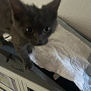 Bagheera Gray joined the competition — help win amazing prizes! kitten, cat, pet, gray_fur, indoor, cage, white_pad, curious, close_up, blurry, feline, paw, animal, wall, household, fur, young_cat, cute, pet_care, explorer