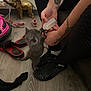 Bagheera Gray joined the competition — help win amazing prizes! kitten, bottle, milk, person, tattoo, hand, couch, floor, slippers, golden_elephant, tattooed_arm, indoor, wooden_floor, pet, feeding, gray_cat, footwear, black_shoes, black_pants, toy_car