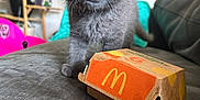 Bagheera Gray is registered to the contest to win money with this photo: kitten, gray_cat, blue_eyes, couch, mcdonalds_box, indoor, pet, furniture, curious, small_animal, young_cat, living_room, houseplant, wooden_shelf, cozy, domestic_cat, fur, whiskers, cute, soft