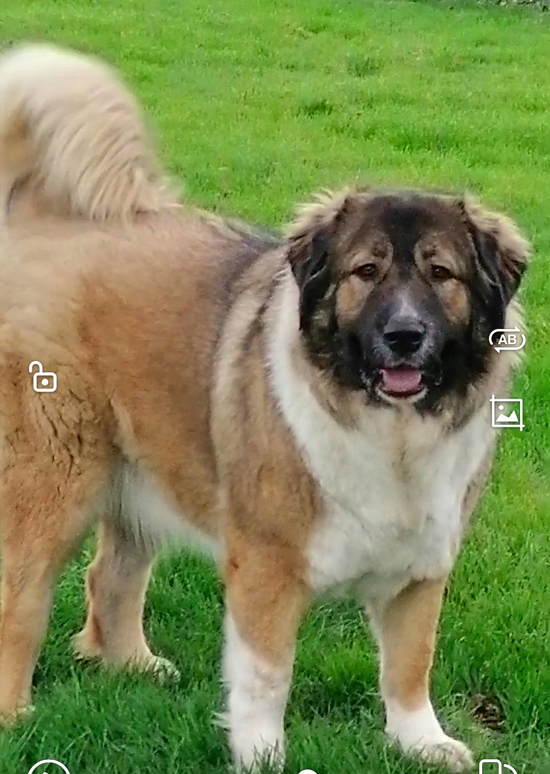 Moustique participe au concours pour gagner de l'argent avec cette photo : ancient_dog_breeds, canidae, carnivore, companion_dog, dog, dog_breed, event, fur, grass, plant, snout, sporting_group, tail, terrestrial_animal, working_animal, working_dog