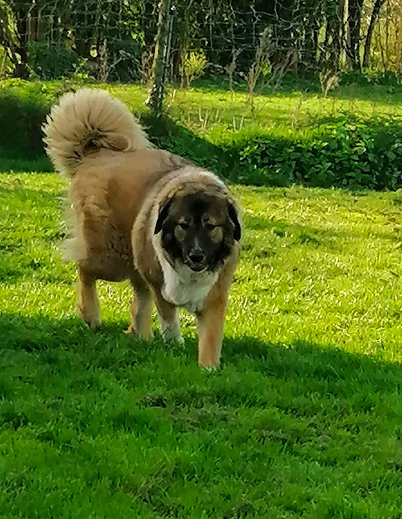 Moustique a rejoint le concours — aidez-le/la à gagner de superbes lots ! ancient_dog_breeds, canidae, carnivore, companion_dog, dog, dog_breed, fawn, garden, grass, grassland, groundcover, plant, pyrenean_mastiff, snout, sporting_group, tail, toy_dog, tree, working_animal, working_dog