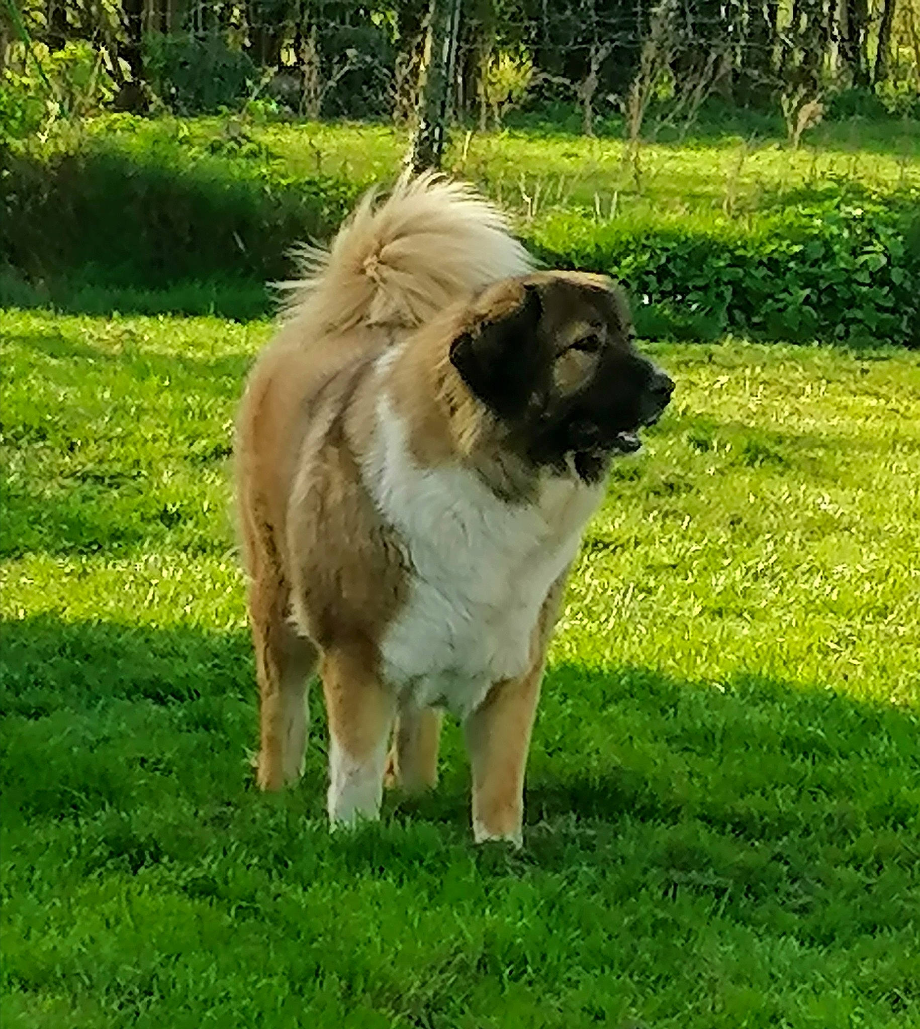 Moustique participe au concours pour gagner de l'argent avec cette photo : canidae, carnivore, companion_dog, dog, dog_breed, fawn, fur, garden_hose, grass, grassland, liver, mane, pasture, plant, sporting_group, tail, terrestrial_animal, tree, whiskers, working_animal