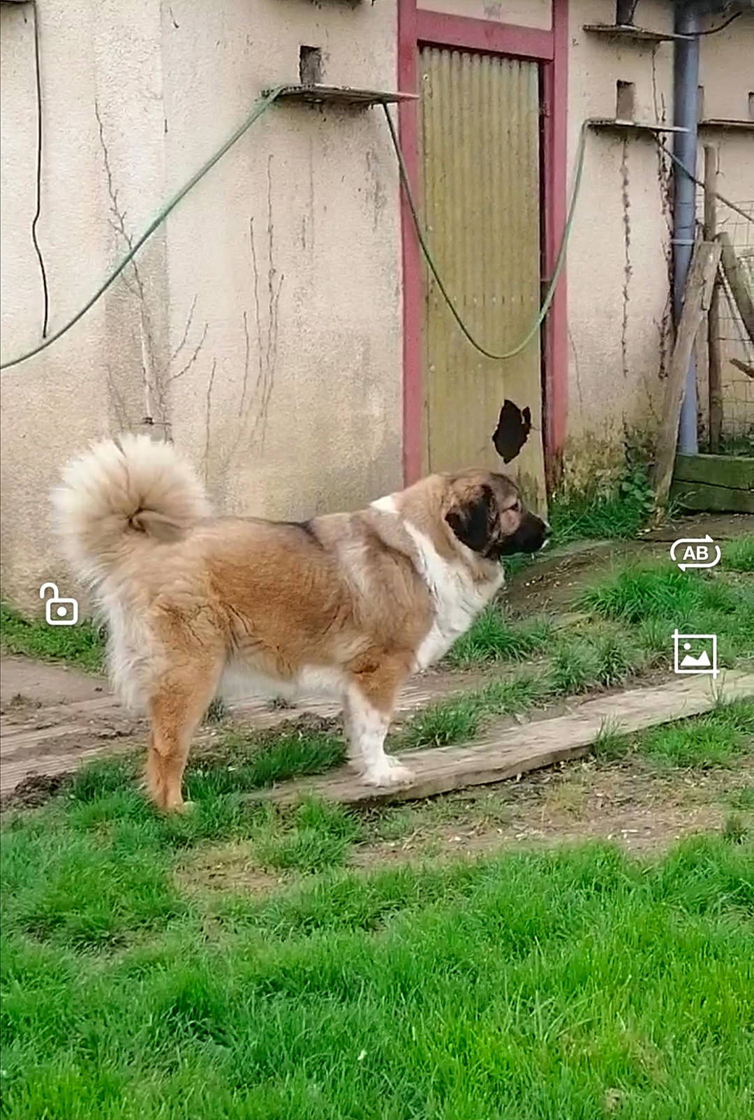 Moustique participe au concours pour gagner de l'argent avec cette photo : ancient_dog_breeds, canidae, carnivore, companion_dog, dog, dog_breed, door, fawn, fur, garden_hose, grass, ladder, non_sporting_group, plant, snout, sporting_group, tail, working_animal, working_dog, yard