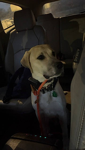 Niko joined the competition — help win amazing prizes! auto_part, car, car_seat, car_seat_cover, carnivore, collar, companion_dog, dog, dog_breed, dog_collar, family_car, guard_dog, gun_dog, motor_vehicle, sporting_group, vehicle, vehicle_door, whiskers, windshield, working_animal