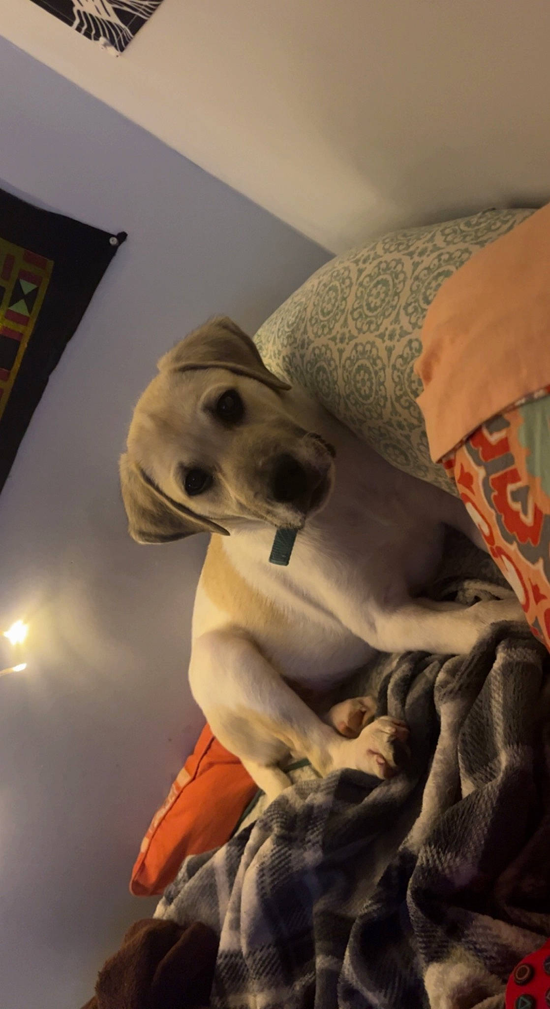 Niko is registered to the contest to win money with this photo: art, bedding, canidae, carnivore, comfort, companion_dog, dog, dog_breed, fawn, fur, guard_dog, jaw, linens, picture_frame, room, snout, sporting_group, visual_arts, whiskers, working_animal