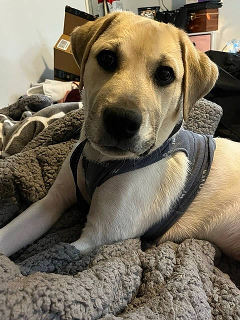 Niko is registered to the contest to win money with this photo: carnivore, collar, comfort, companion_dog, dog, dog_breed, dog_collar, dog_supply, fawn, fur, guard_dog, paw, pet_supply, snout, street_dog, television, whiskers, working_animal, working_dog