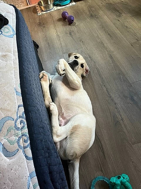 Niko is registered to the contest to win money with this photo: canidae, carnivore, companion_dog, dog, dog_breed, fawn, felidae, flooring, fur, hardwood, leash, non_sporting_group, paw, snout, sporting_group, tail, terrestrial_animal, toy, wood, working_animal