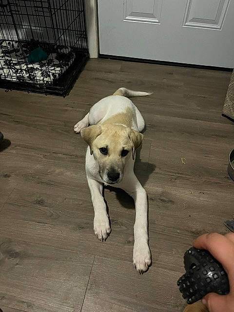 Niko is registered to the contest to win money with this photo: carnivore, collar, comfort, companion_dog, dog, dog_breed, dog_collar, dog_supply, door, fawn, floor, flooring, hardwood, pet_supply, snout, sporting_group, tail, toy_dog, wood, working_animal